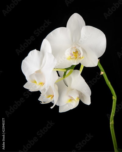 Fototapeta Naklejka Na Ścianę i Meble -  White Phalaenopsis orchid flowers on black background.