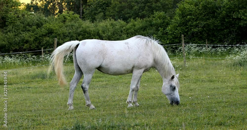 beautiful health white horse grazing in a spring grass meadow pasture in evening, farming concept beautiful health white horse grazing in a spring grass meadow pasture in evening, farming concept