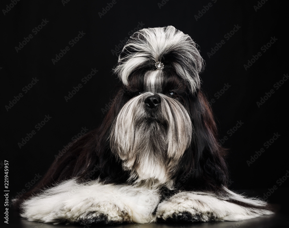 Shih Tzu dog on Isolated Black Background in studio Shih Tzu dog on Isolated Black Background in studio