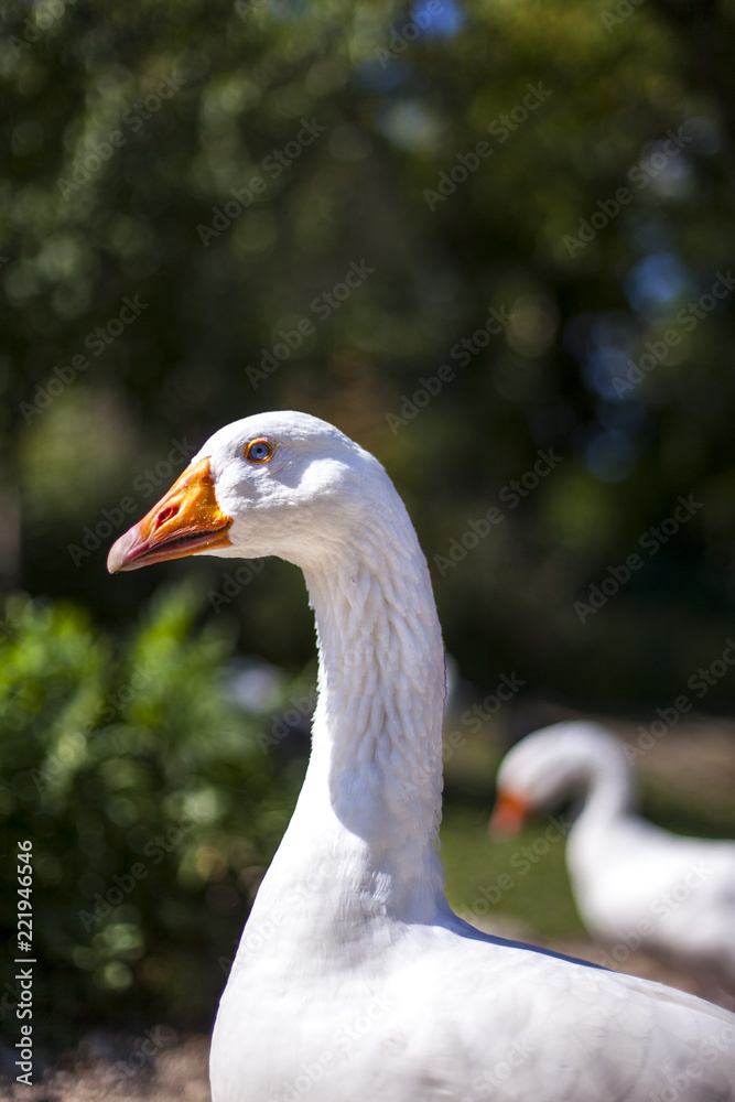 Weiße Gänse am Bauernhof. White geese on a farm.