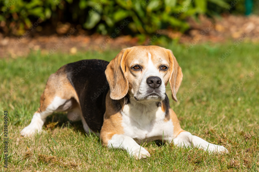 Beagle dog lying in the garden Beagle dog lying in the garden
