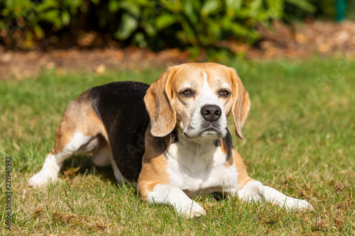 Beagle dog lying in the garden