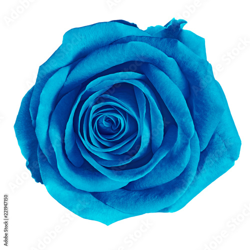 flower cerulean (blue) rose isolated on white background. Close-up. Nature.