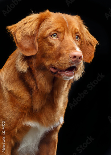 Nova scotia duck tolling retriever, New Scotland Retriever, toller dog on Isolated Black Background in studio