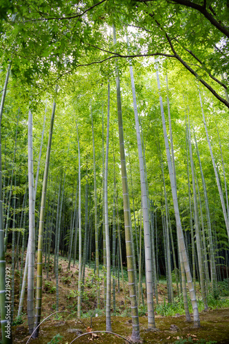 Foresta di Bambù, kyoto