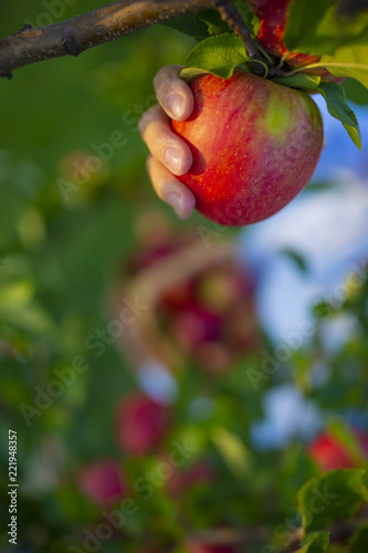 Freshly picked ripe apples in the orchard. 