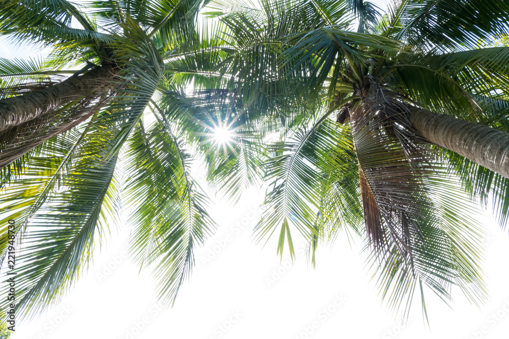 Fototapeta premium abstract green coconut leaves background