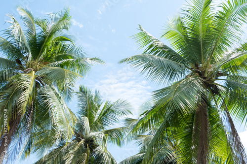 coconut leaves under blue sky background