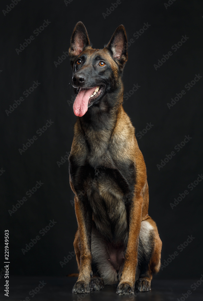 Belgian Shepherd Dog, malinois dog on Isolated Black Background in studio