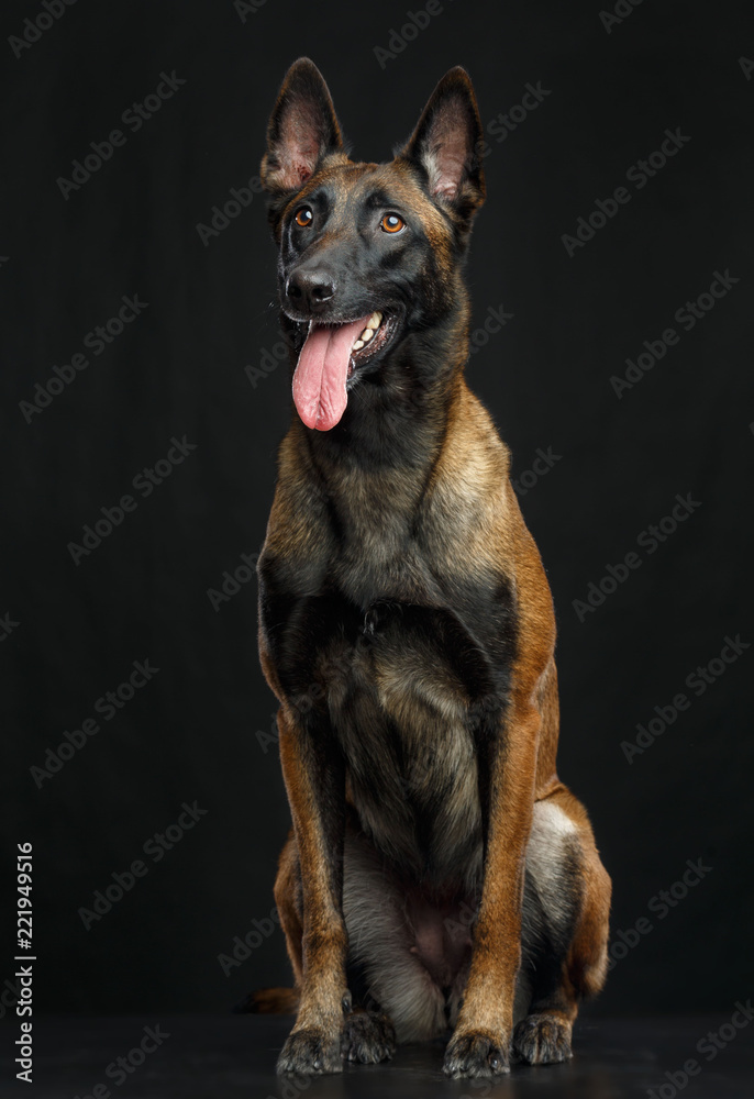 Belgian Shepherd Dog, malinois dog on Isolated Black Background in studio Belgian Shepherd Dog, malinois dog on Isolated Black Background in studio