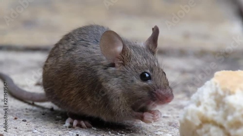 Mouse feeding in urban garden.