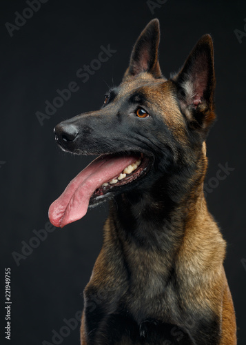 Belgian Shepherd Dog, malinois dog on Isolated Black Background in studio © TrapezaStudio