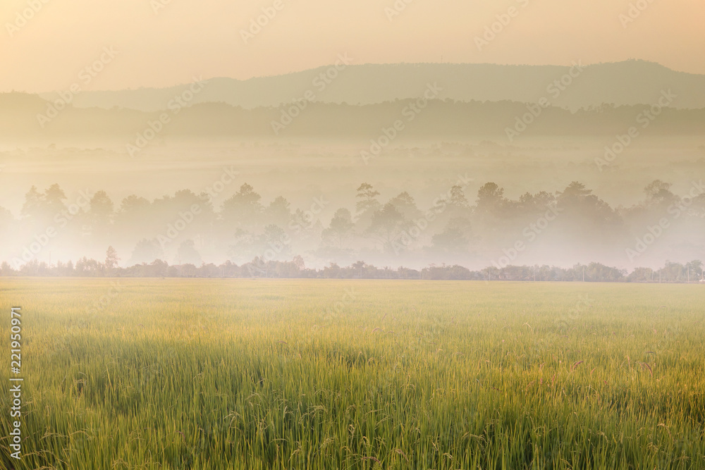 The yellow paddy field agriculture while sunrise in the morning with beautiful landscape mountain view in Chiangmai, Thailand during winter. 