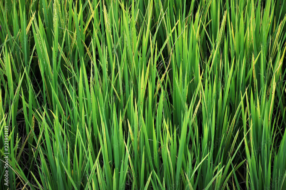 Abstract detail of paddy field green, yellow plants as for nature and natural background.