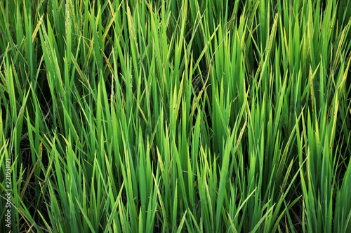 Abstract detail of paddy field green, yellow plants as for nature and natural background.