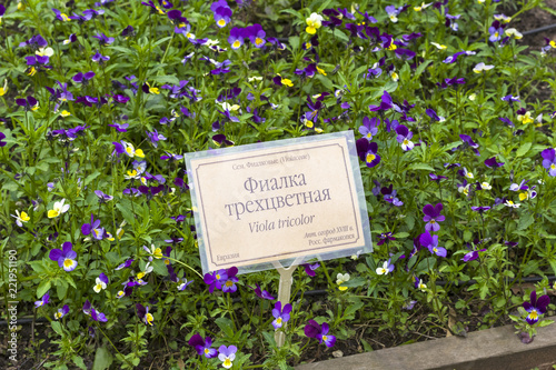 A bed of flowering viola tricolor in a botanical garden.