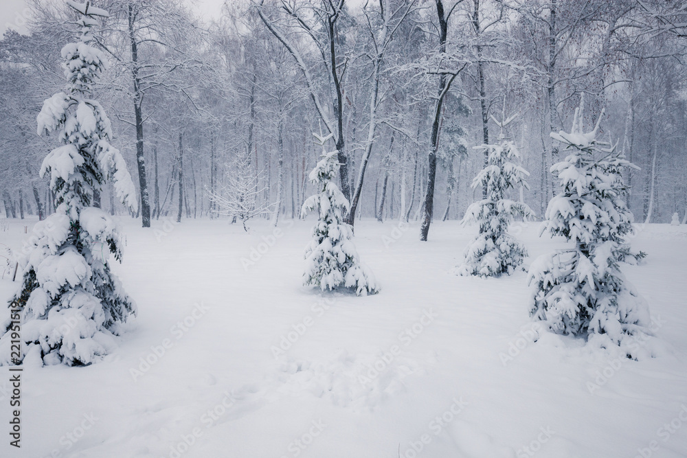 Fototapeta premium Snowy trees in the winter forest. Winter season nature landscape