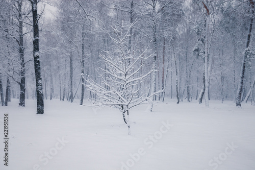 Snowy trees in the winter forest. Winter season nature landscape © Nickolay Khoroshkov
