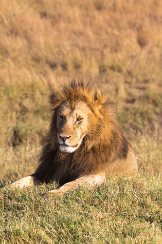 Portrait of a lying lion on a hill in Masai Mara park. Kenya  Africa