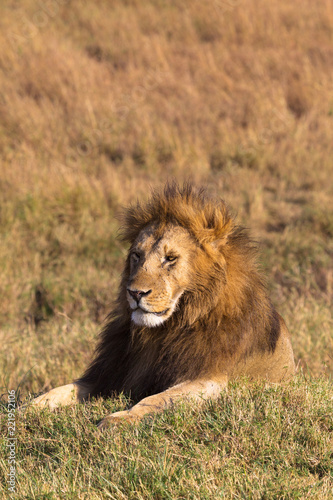 Portrait of a lion on a hill. Masai Mara, Kenya