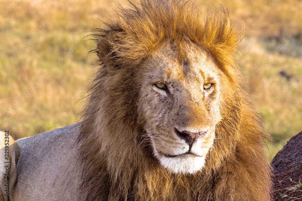 Attentive look of the lion. Masai Mara, Kenya