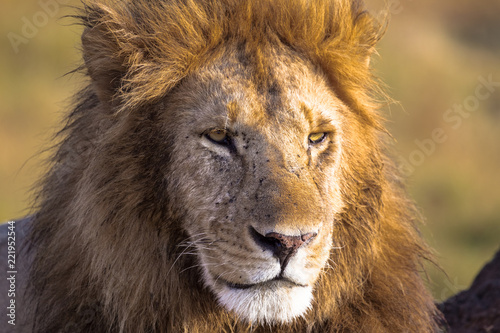 The head of a lion in a full frame. Savannah Masai Mara, Africa