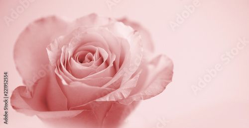 beautiful rose on soft pink background