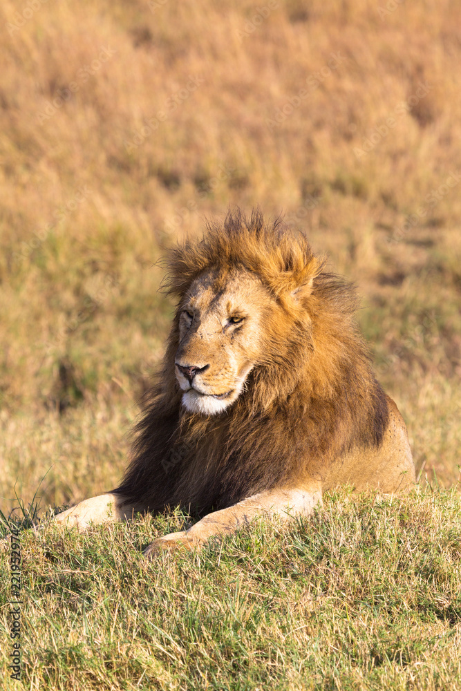 A large lion resting in the grass. Savannah Masai Mara, Africa A large lion resting in the grass. Savannah Masai Mara, Africa