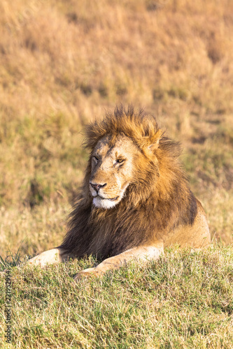A large lion resting on a hill. Savannah Masai Mara  Africa