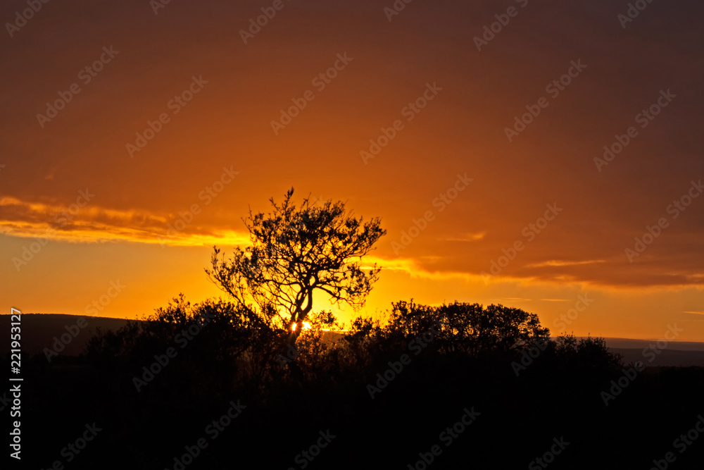 Golden colored sun setting behind tree