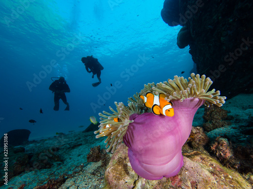 Two divers approaching a nemo clownfish in its host anemone