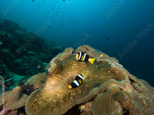 Fototapeta Naklejka Na Ścianę i Meble -  Clark's anemone fish in their host anemone on a coral reef