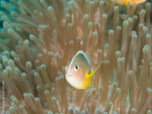 Close up macro of a Skunk anemone fish in its host anemone photo