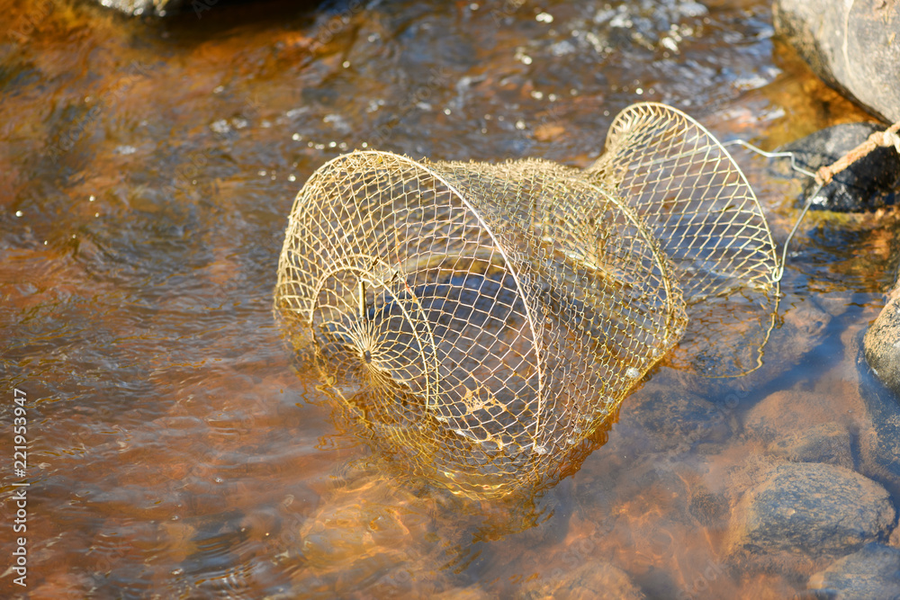 The fishing basket with caught large pike (Esox) is in a water. The  freshwater predatory fish is in a metal cage in a river flow. Stock Photo