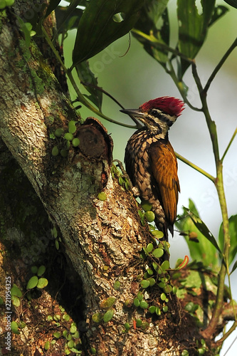 Greater flameback woodpecker photo