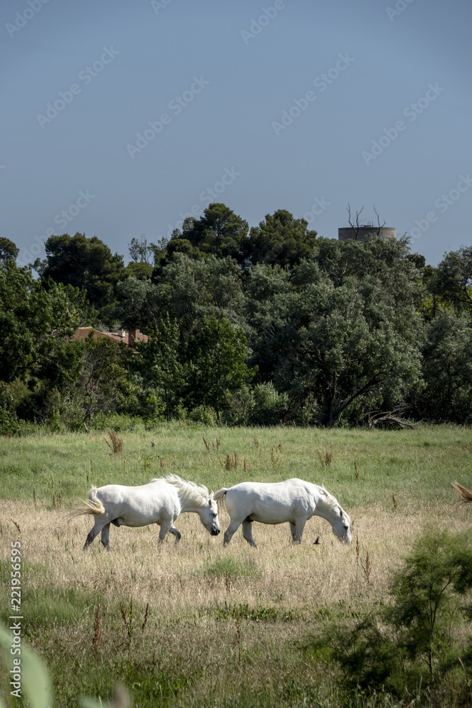 french camargue horses french camargue horses