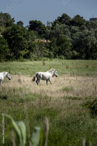 french camargue horses