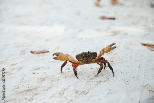 crab on sand photo