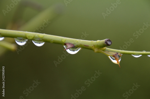 雨に濡れ、水滴をたくさん付けたバラの枝