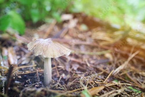 Soft focus of the white mushroom with blurred nature background. 