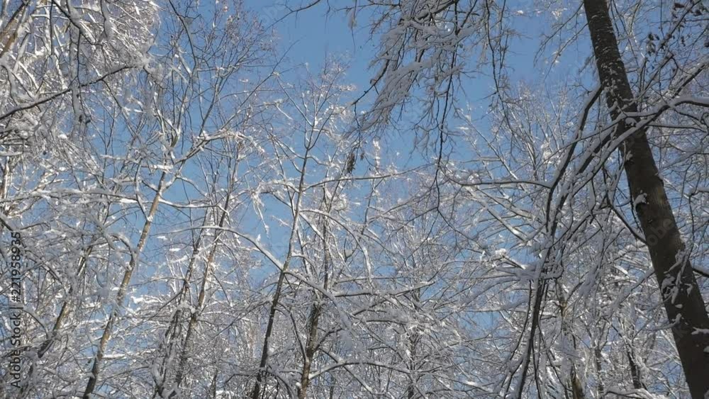 Camera rotating under tree tops covered with snow in winter forest. Low angle view. Camera rotating under tree tops covered with snow in winter forest. Low angle view.