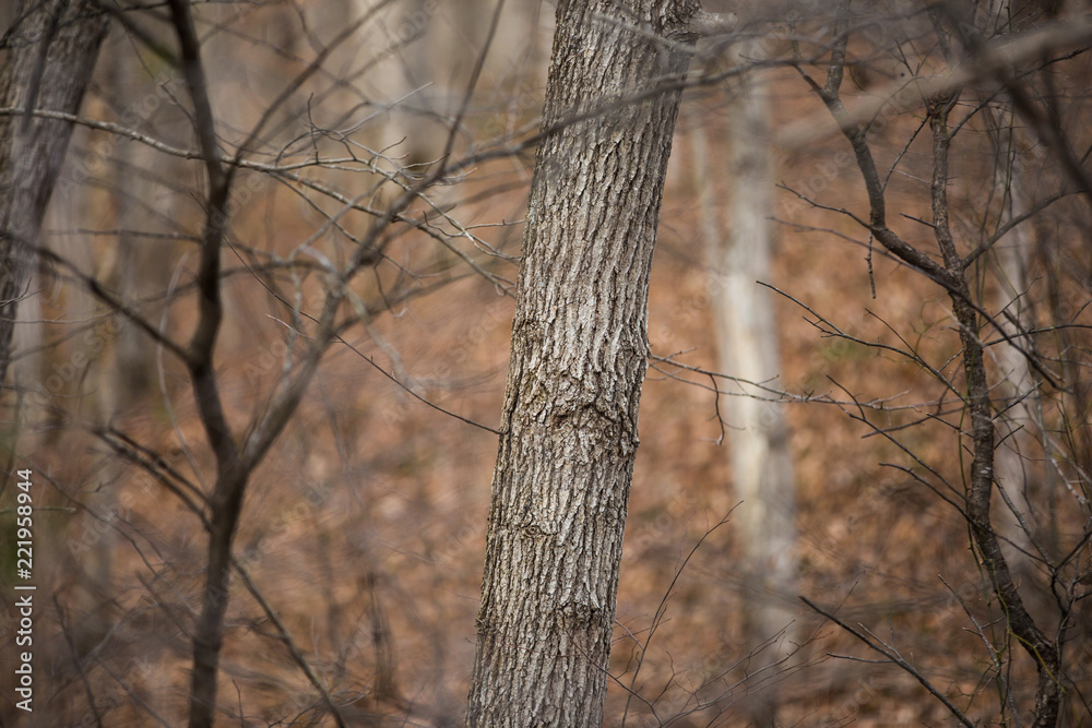 Leafless Trees and Branches in Enchanted Forest in Winter . Leafless Trees and Branches in Enchanted Forest in Winter .