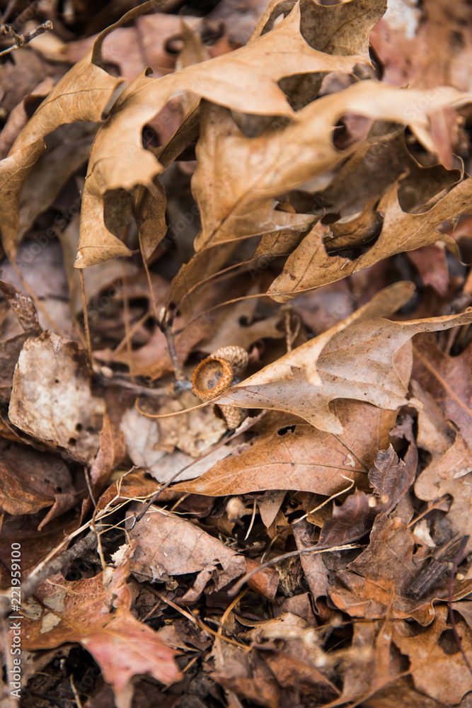 Brown Fallen Leaves on Natural State Park Grounds in Winter Brown Fallen Leaves on Natural State Park Grounds in Winter