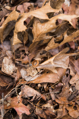 Brown Fallen Leaves on Natural State Park Grounds in Winter