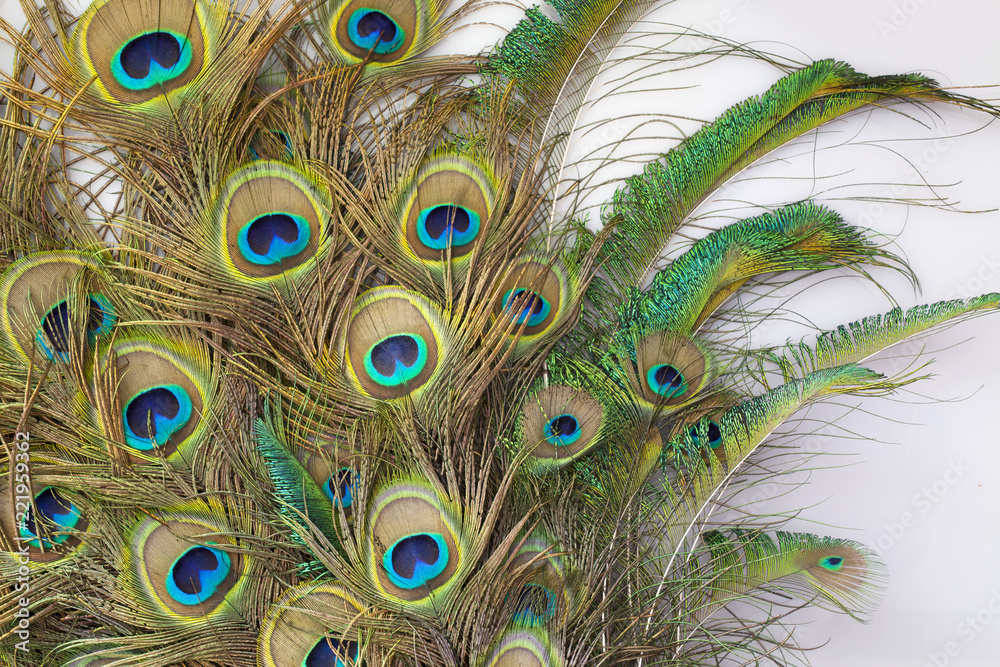 Obraz premium peacock feathers on white background