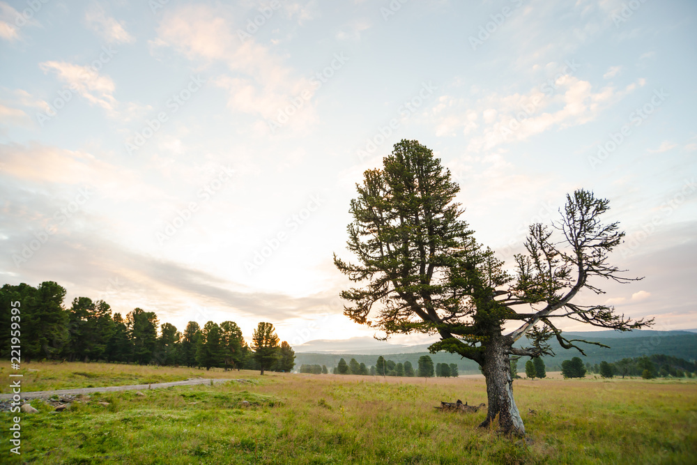 Old giant cedar on hill. Beautiful wounded coniferous tree in grassland on mountain background under blue cloudy dawn sky. Poles with wires on field. Atmospheric landscape.