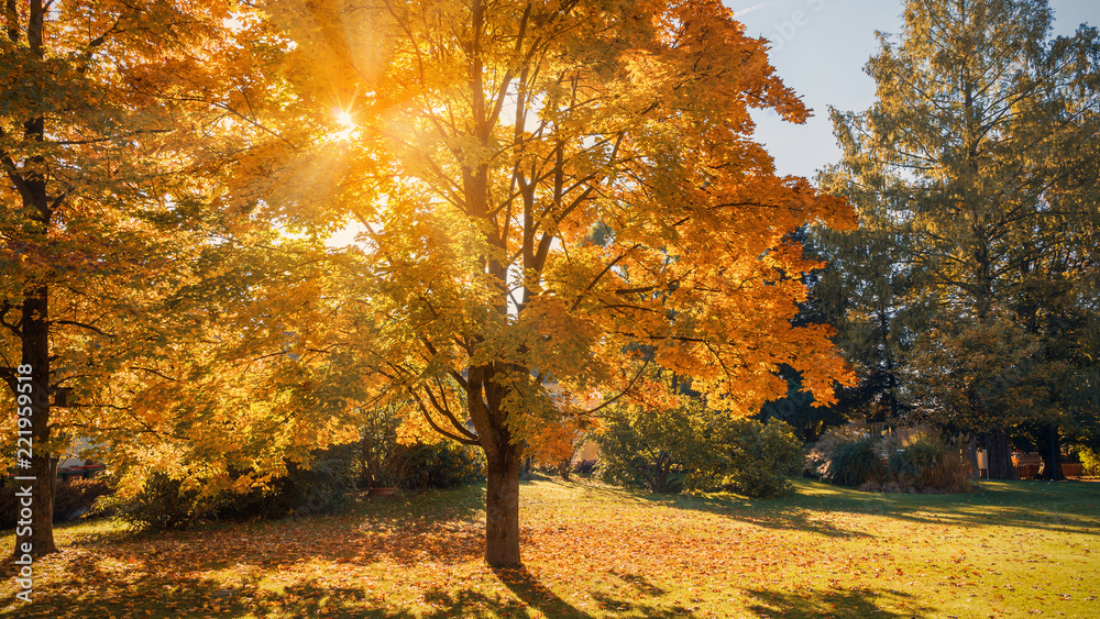 Autumn sun shining through the trees-fall colors concept