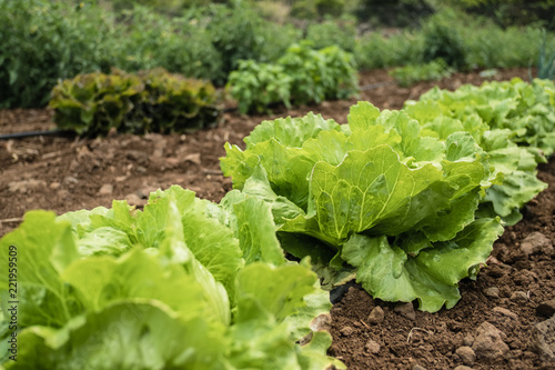 Row of fresh lettuces in a vegetable garden. Agriculture
