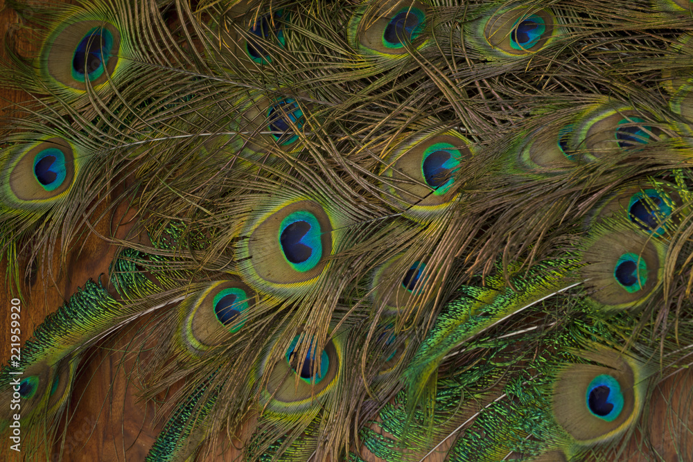 Fototapeta premium peacock feathers background