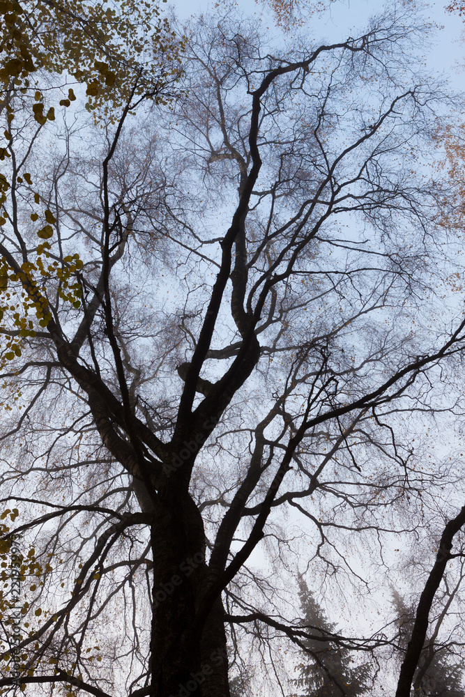 Trees in park at foggy morning Trees in park at foggy morning